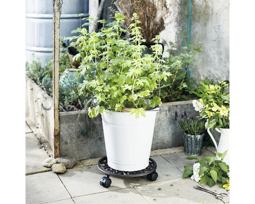 Plantă în ghiveci pe suport cu rotile în exterior