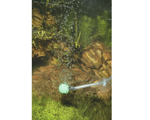 Acvariu cu piatră de aerare și plante