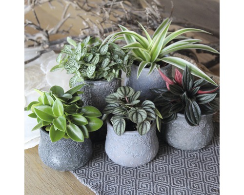 Aranjament de plante de interior în ghivece pe o față de masă