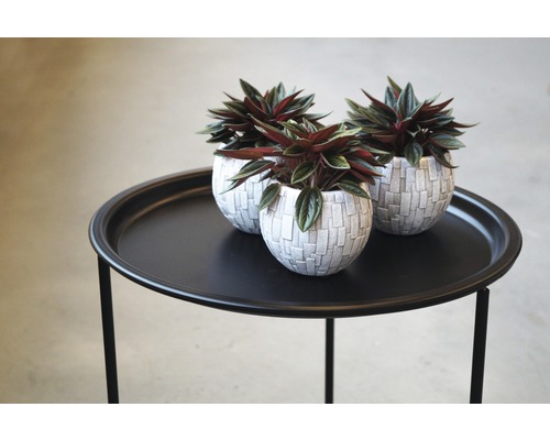 Trei plante Peperomia în ghivece pe o masă