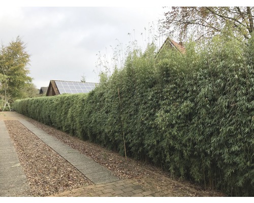 Gard viu de bambus în grădină ca paravan de intimitate