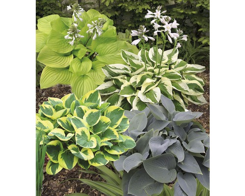 Diverse hosta într-o bordură de grădină. Diverse hosta într-o bordură de grădină.