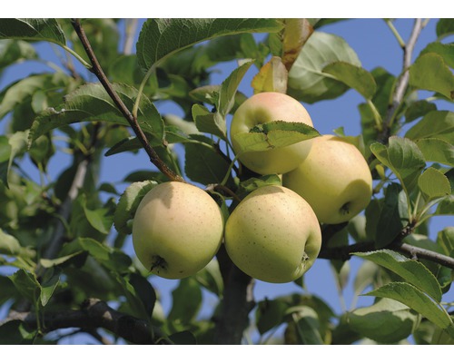 Bio Pom fructifer măr FloraSelf Bio Malus domestica 'Golden Delicious' H 130-150 cm Co 7,5 L
