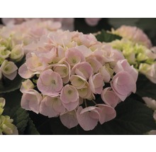 Prim-plan cu o floare de hortensie roz