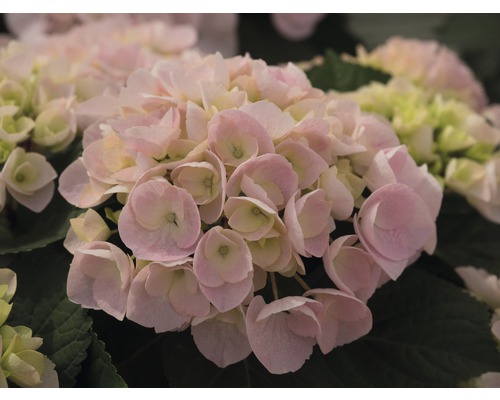 Prim-plan cu o floare de hortensie roz