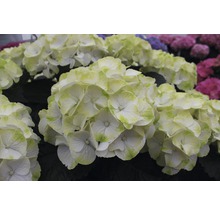 Prim-plan cu o floare de hortensie albă cu margine verde
