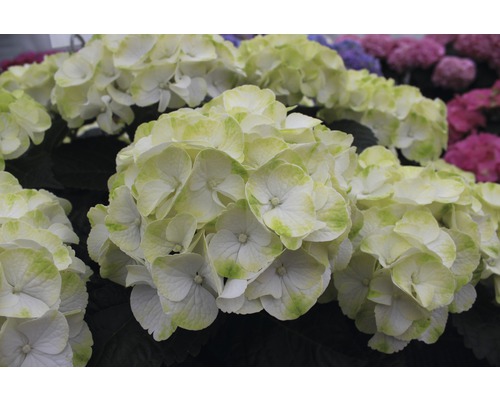 Prim-plan cu o floare de hortensie albă cu margine verde