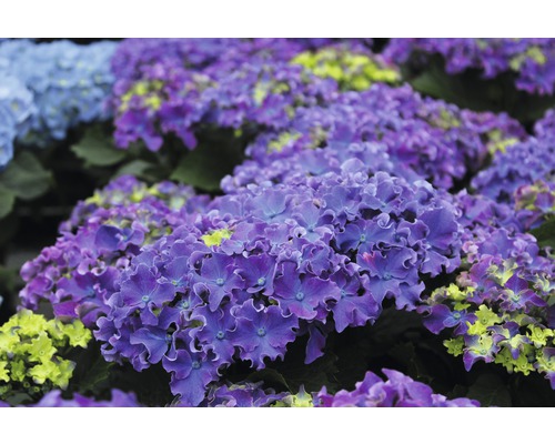 Prim-plan cu hortensii de grădină violete.