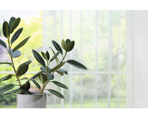 Ficus elastica în ghiveci în fața unei ferestre cu perdea