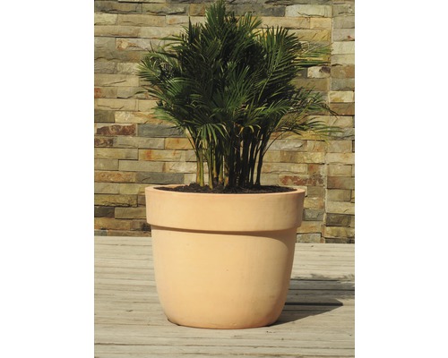 Plantă de interior în ghiveci de teracotă