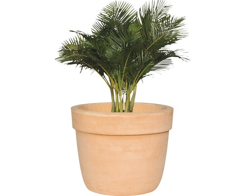 Plantă de interior în ghiveci de teracotă