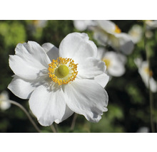 Prim-plan cu o anemone de toamnă albă cu un centru galben.