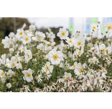 Prim-plan cu anemone japoneze într-un strat de grădină.