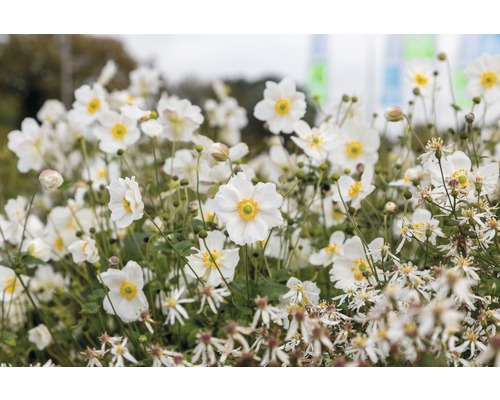 Prim-plan cu anemone japoneze într-un strat de grădină.