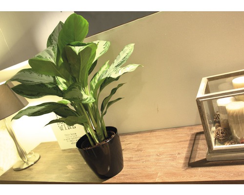 Plantă de apartament în ghiveci negru pe o masă