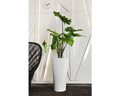 Fotografie de interior cu plantă de apartament în jardinieră albă