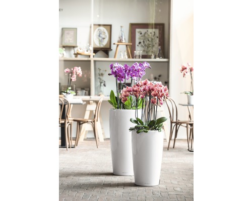Două jardiniere albe cu orhidee mov și roz pe podea de cărămidă