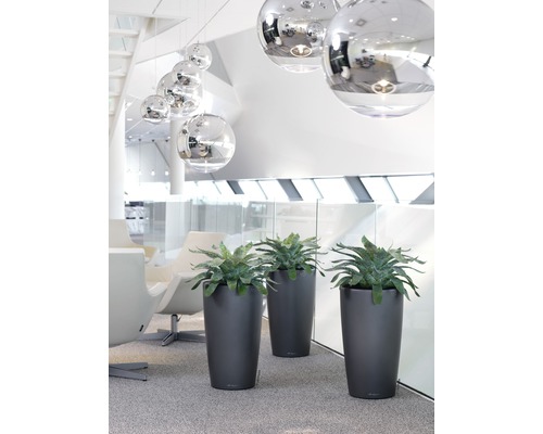 Plante decorative în jardiniere în interior.