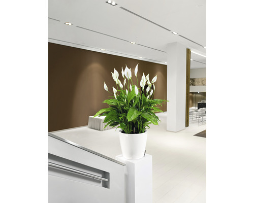 Imagine de interior cu un Crin al păcii într-un ghiveci alb