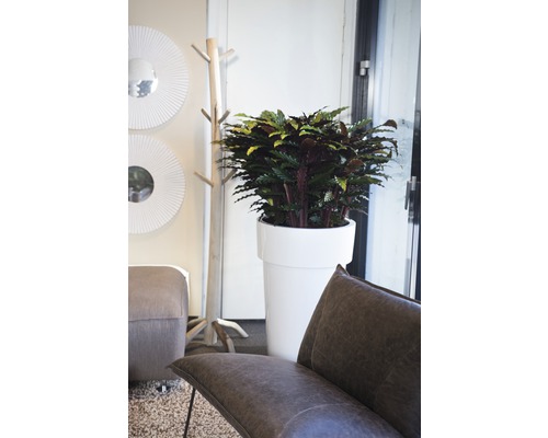 Scenă de interior cu plantă de interior în jardinieră, cuier, oglinzi și mobilier de ședere