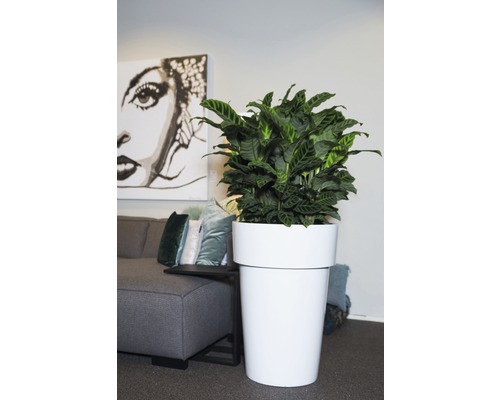 Plantă de interior în ghiveci alb în camera de zi