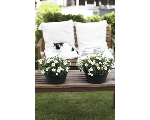 Scenă de grădină cu margarete în ghivece și o pisică pe o bancă de grădină