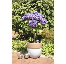 Hortensie de grădină într-un ghiveci cu bile decorative