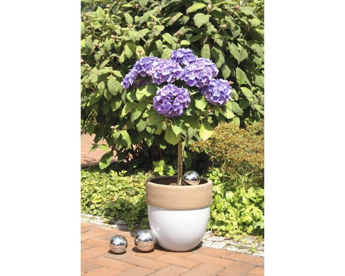 Hortensie de grădină într-un ghiveci cu bile decorative