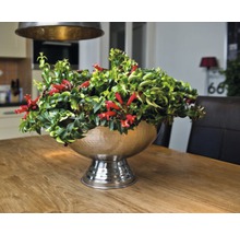 Plantă decorativă de interior cu flori roșii într-un vas argintiu pe o masă din lemn