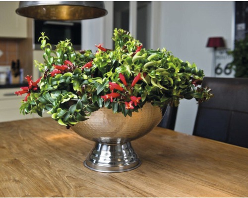 Plantă decorativă de interior cu flori roșii într-un vas argintiu pe o masă din lemn