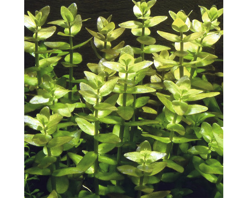 Plantă acvariu Bacopa Caroliniana in vitro H 30 cm
