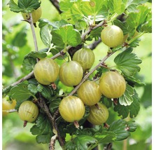 Coacăze spinoase pe tufă cu frunze