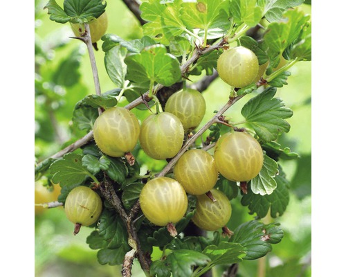 Coacăze spinoase pe tufă cu frunze