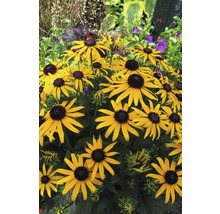 Flori de Rudbeckia galbene într-o grădină