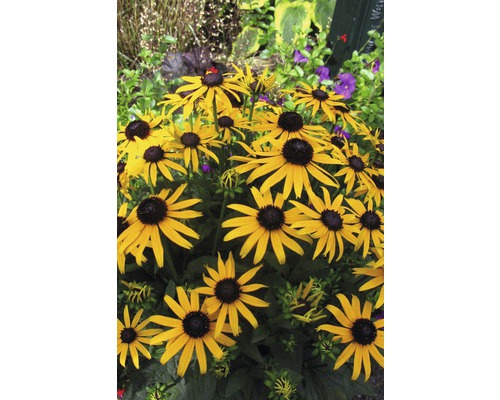 Flori de Rudbeckia galbene într-o grădină