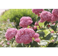Hortensie FloraSelf Hydrangea arborescens 'Pink Annabelle' H 15-30 cm Co 3 L
