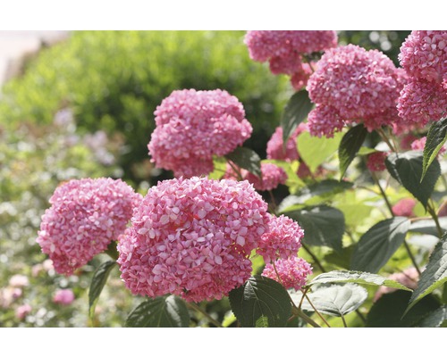 Hortensie FloraSelf Hydrangea arborescens 'Pink Annabelle' H 15-30 cm Co 3 L Prim-plan cu o hortensie sferică roz în grădină