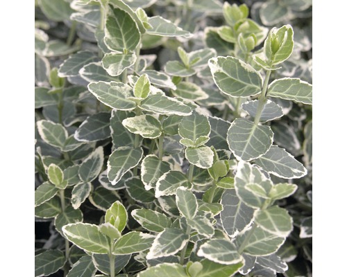 Arbore de fus cu frunze persistente