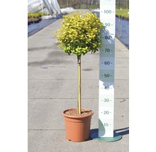În imagine este un arbore de ligustrum sferic în ghiveci.