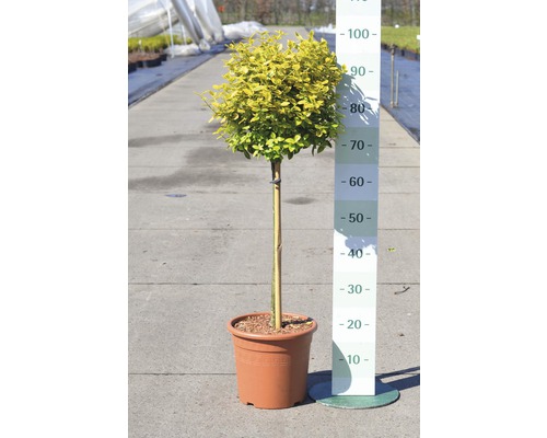 În imagine este un arbore de ligustrum sferic în ghiveci.