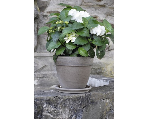 Hortensie cu flori albe în ghiveci