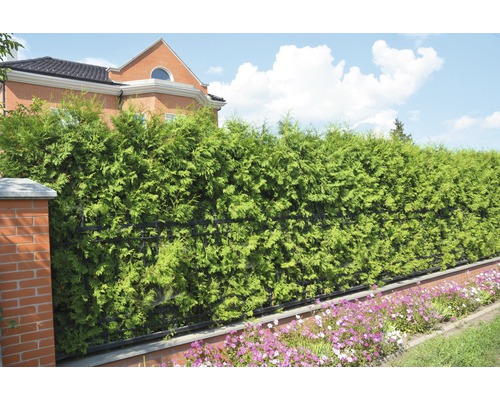 Gard viu în grădină cu flori ornamentale în fața unei case