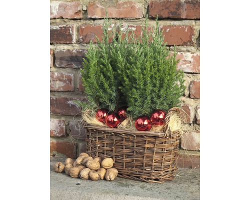 Aranjament decorativ în coș cu plante, globuri de Crăciun și nuci în fața unui zid de cărămidă