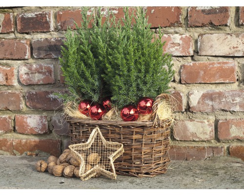 Chiparos decorativ într-un coș cu globuri de Crăciun și o stea, înconjurat de nuci.