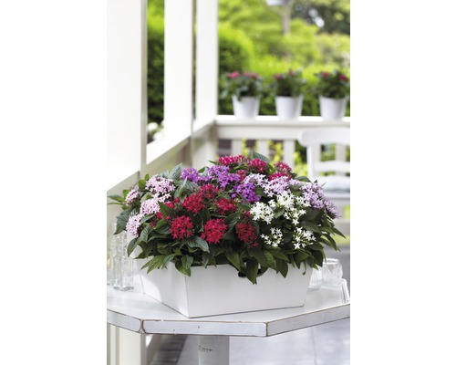 Plante Pentas într-un ghiveci alb pe o masă