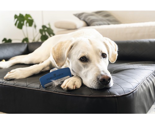 Labrador deschis la culoare întins pe o canapea lângă o perie de păr pentru câini.