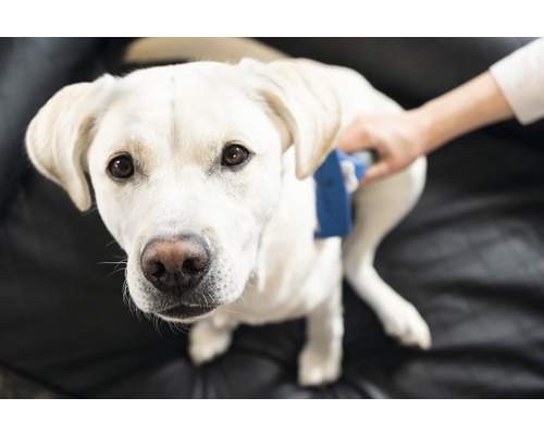 O persoană perie blana unui câine labrador retriever de culoare deschisă cu o perie pentru animale.