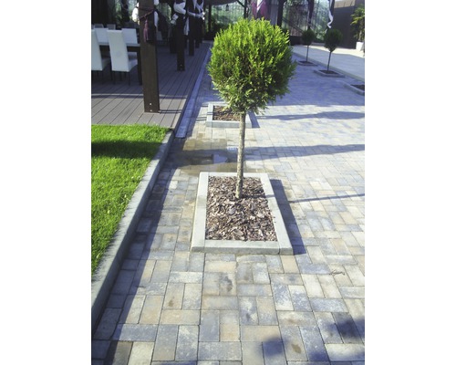 Spațiu exterior cu pavele și pomi globulari în straturi de beton
