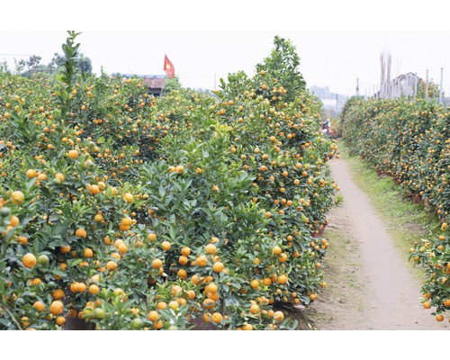 Rând de mandarini pe un câmp