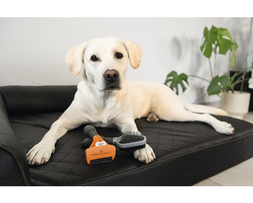 Labrador deschis la culoare întins pe un pat de câine cu o perie de blană și un pieptene de blană